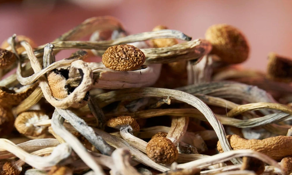 6 Things to Know Before Your First Mushroom Gummy